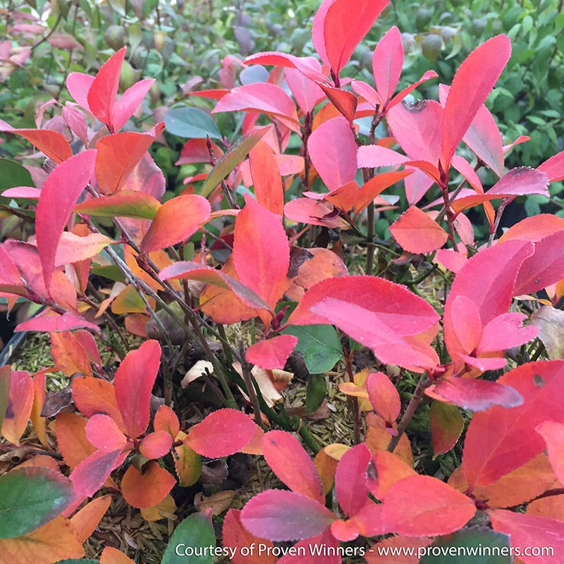 Fall Foliage Native Shrub Collection - Image 5