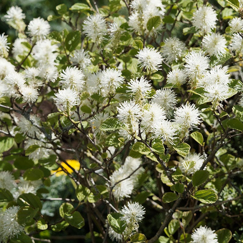 Mount Airy Fothergilla