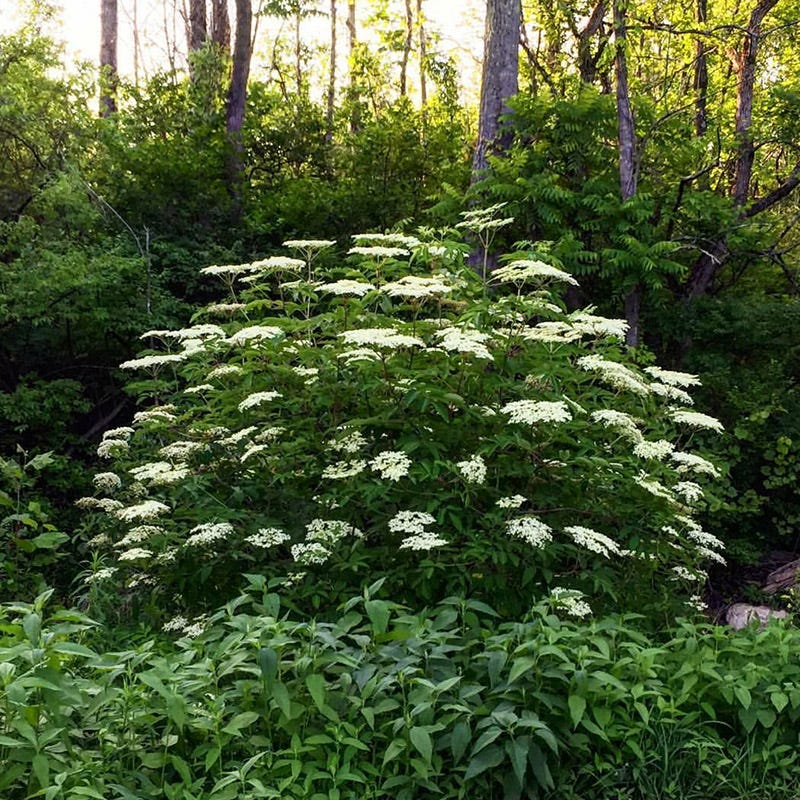 Wild Elderberry - Image 2