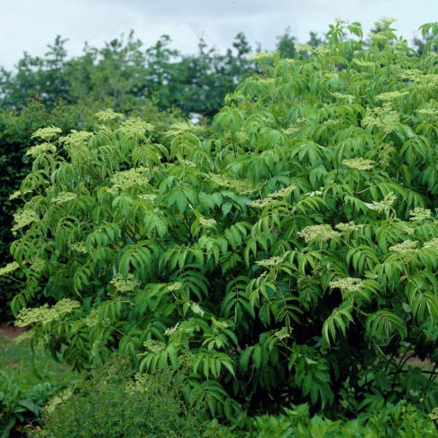 Wild Elderberry - Image 3