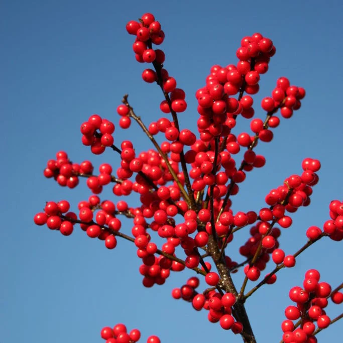 Magical® Berry Winterberry