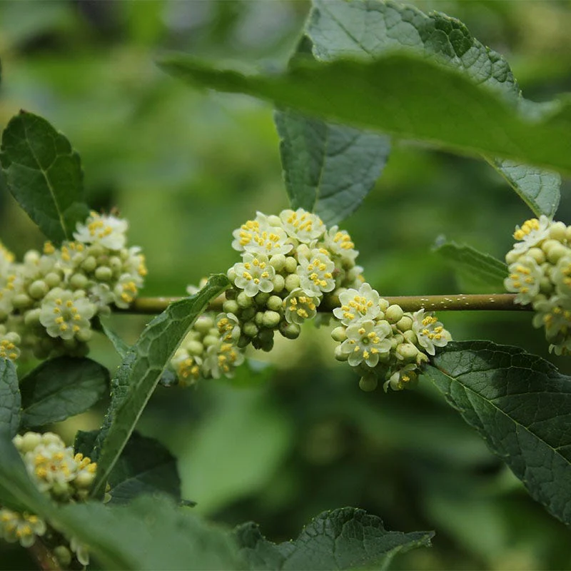 Southern Gentleman Winterberry - Image 3