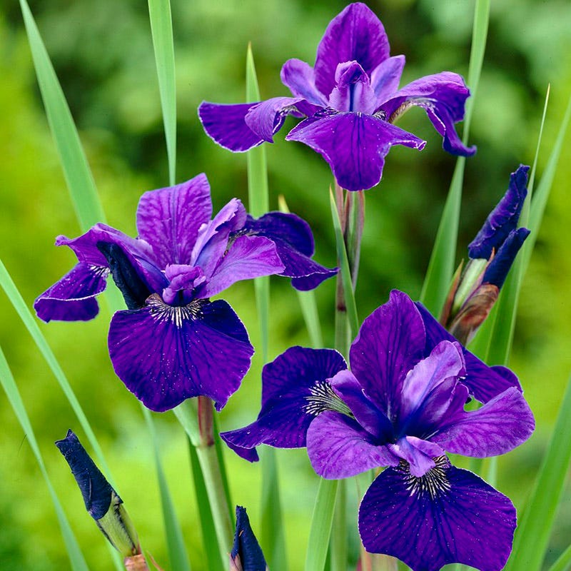 Caesar's Brother Siberian Iris - Image 2