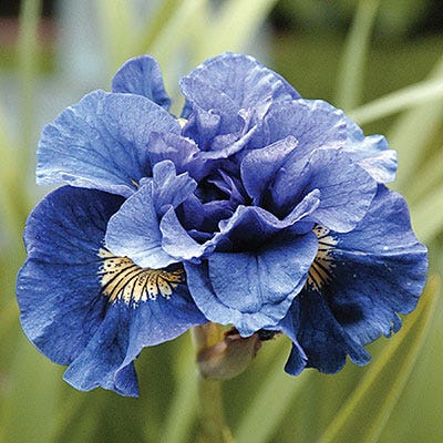 Concord Crush Siberian Iris