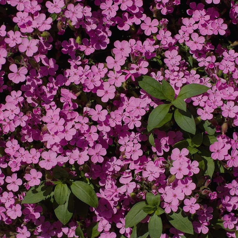 Rock Soapwort - Image 2