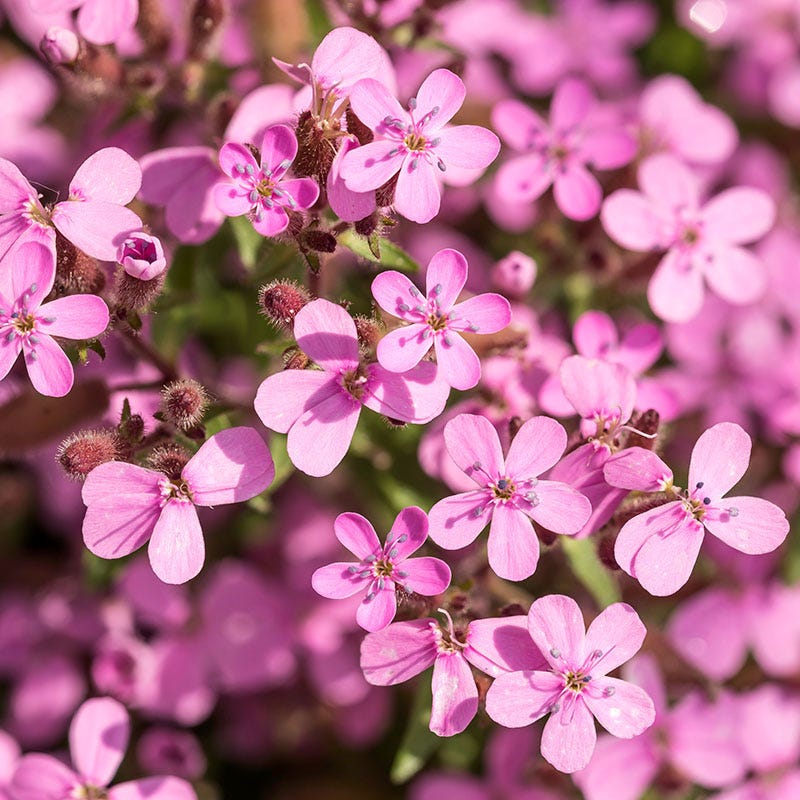 Rock Soapwort - Image 3