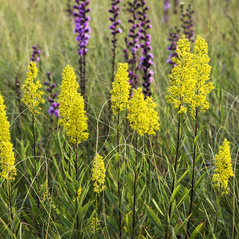 Showy Goldenrod - Image 2