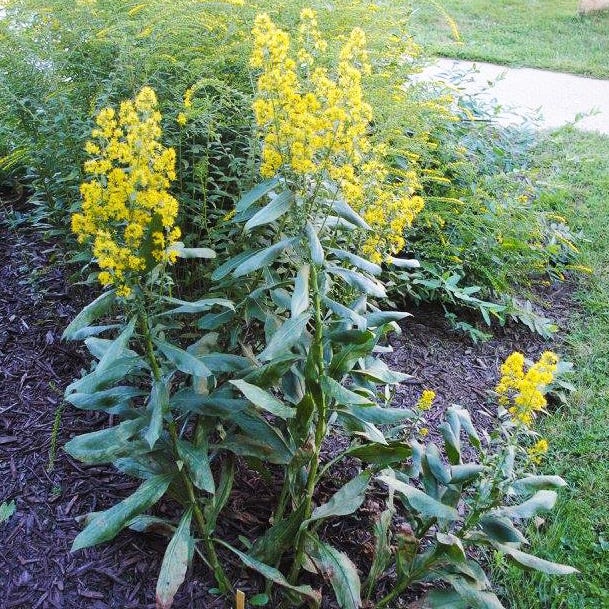 Showy Goldenrod - Image 3