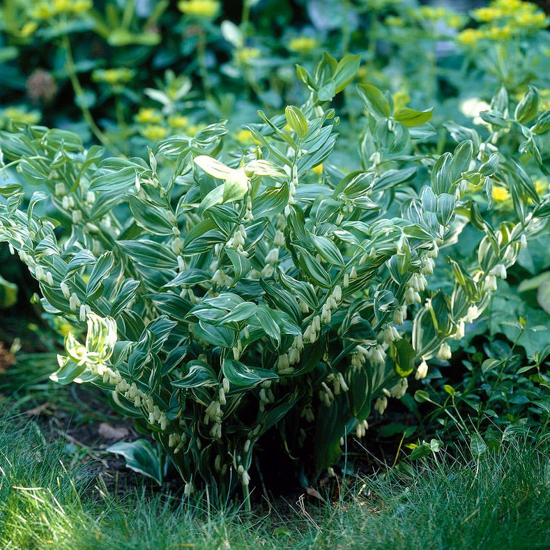 Variegated Solomon's Seal - Image 2