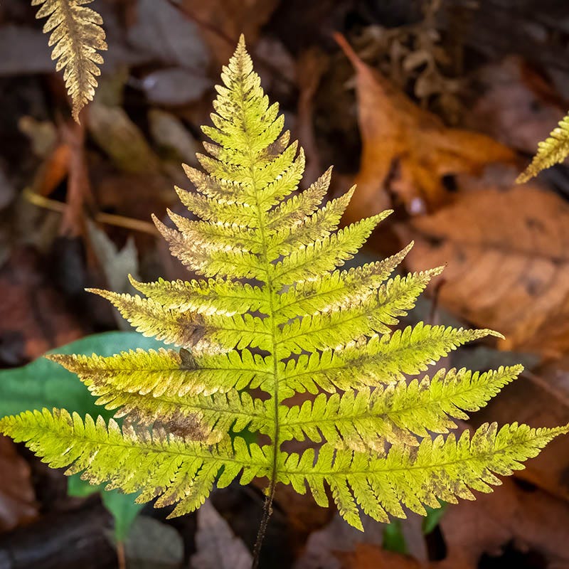 Southern Beech Fern - Image 2