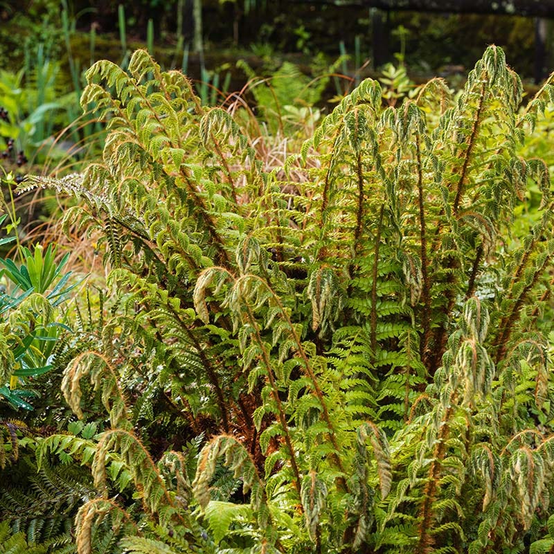 Tassel Fern - Image 2