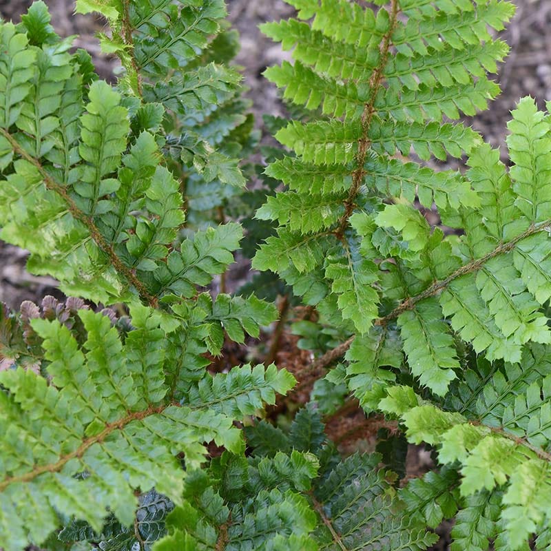 Tassel Fern - Image 3
