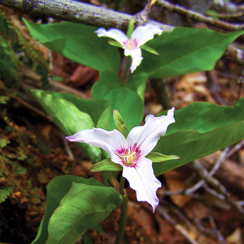 Painted Trillium - Image 2