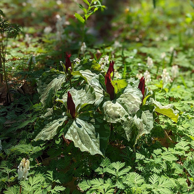 Sweet Betsy Trillium - Image 3