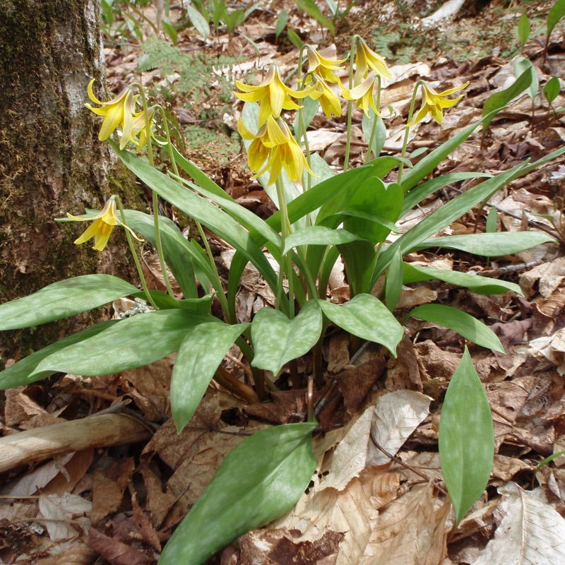 Trout Lily - Image 2