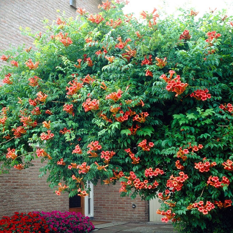 Flamenco Trumpet Vine - Image 2