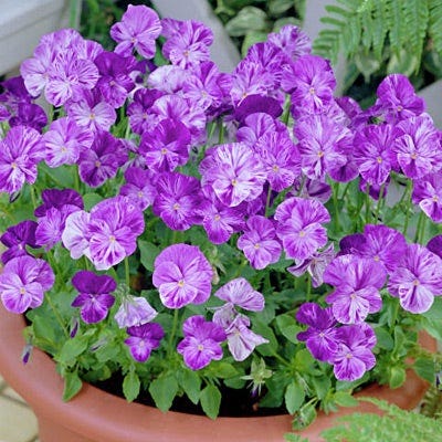 Columbine Tufted Violet - Image 3