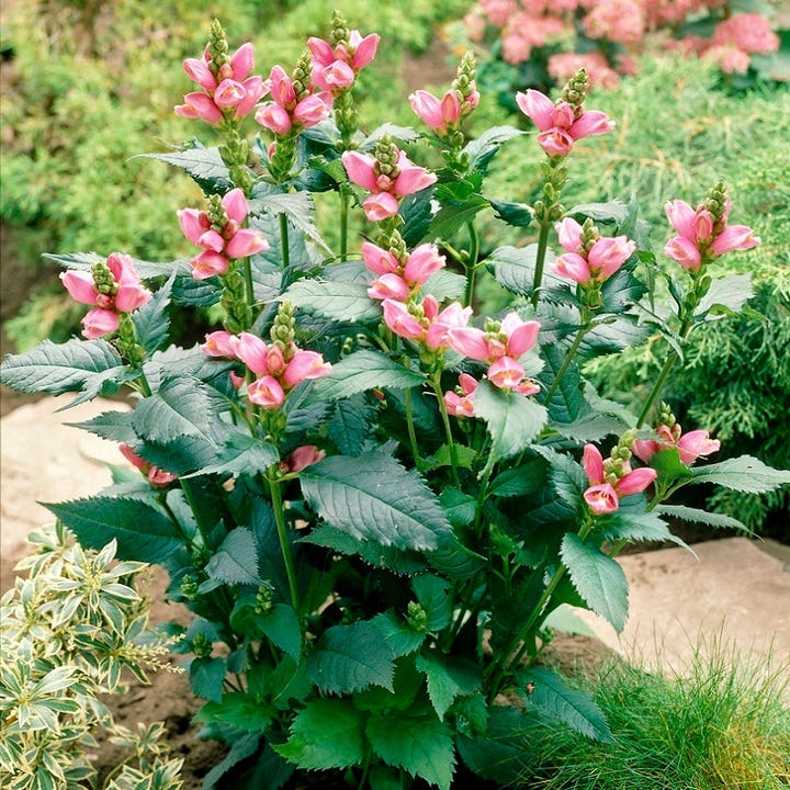 Rosea Turtlehead - Image 2