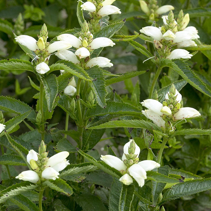 White Turtlehead