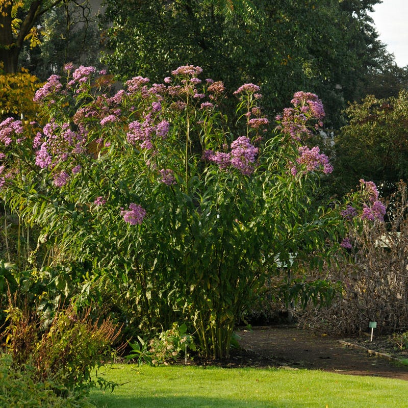 Giant Ironweed