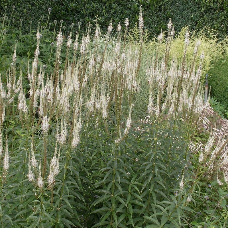 Culver's Root - Image 2