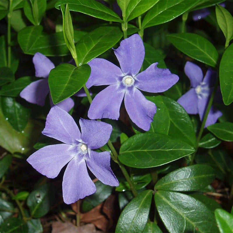 Vinca - Image 3