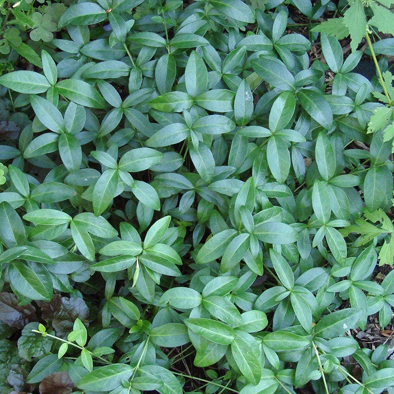 Vinca - Image 5