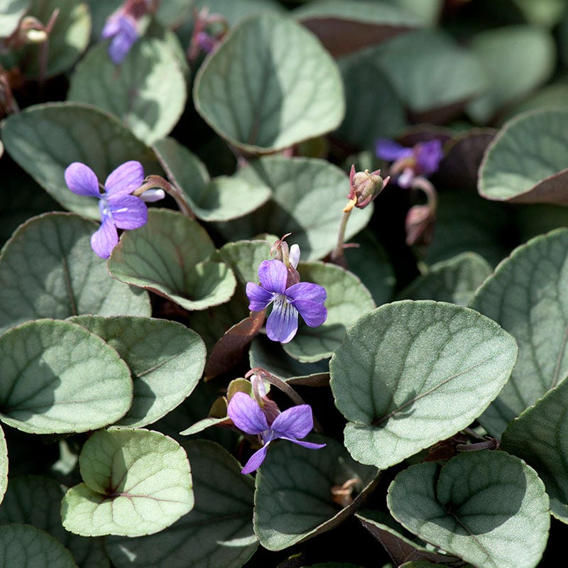 Silver Gem Viola