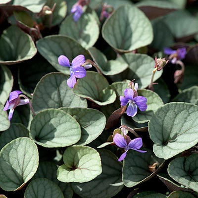 Silver Gem Viola - Image 2