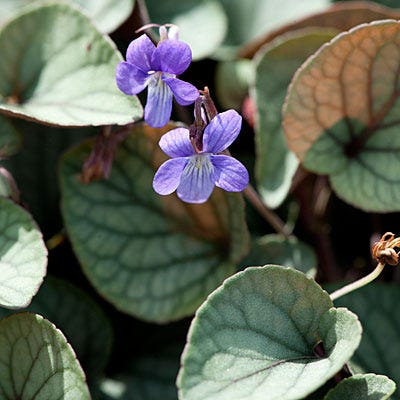 Silver Gem Viola - Image 3