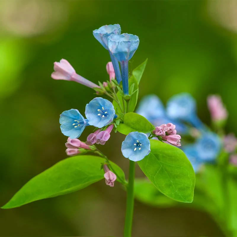 Virginia Bluebells - Image 2