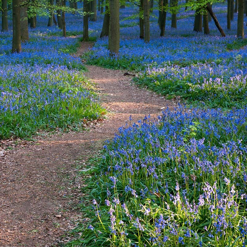 Virginia Bluebells - Image 4