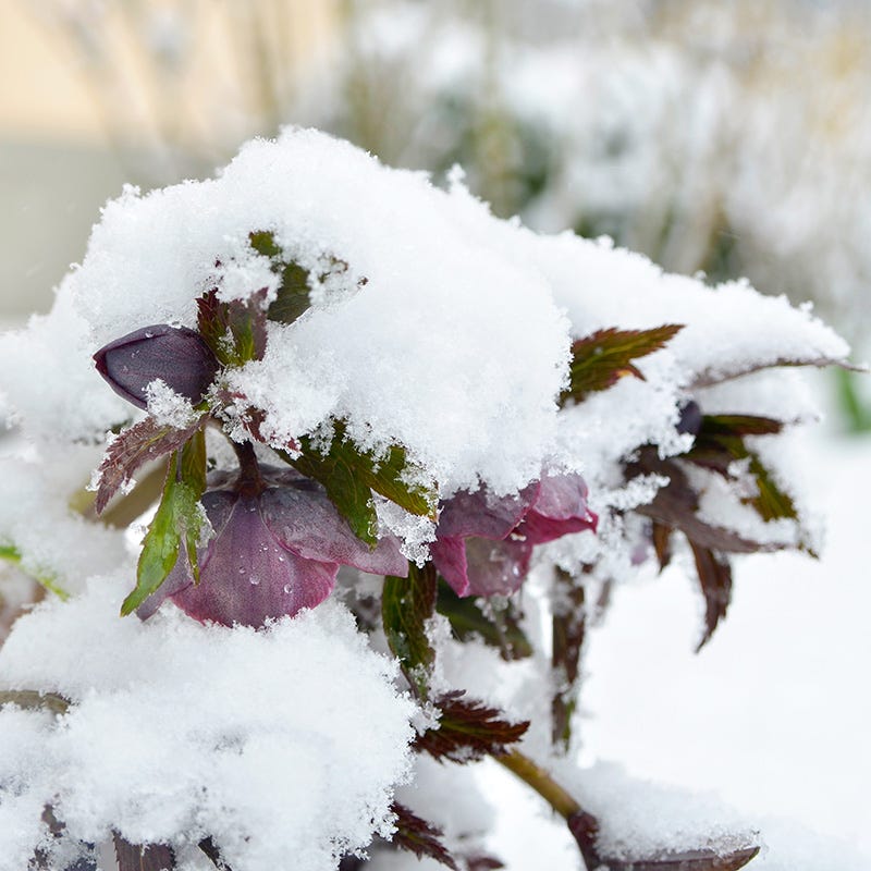 Wedding Party® Dark and Handsome Helleborus - Image 4