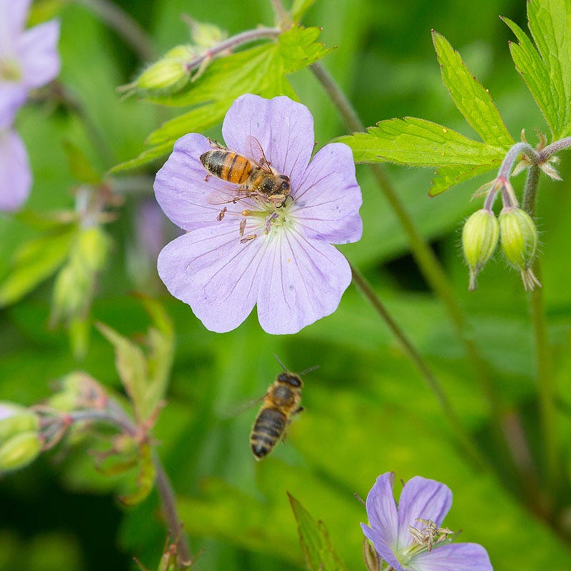 Wild Geranium - Image 2