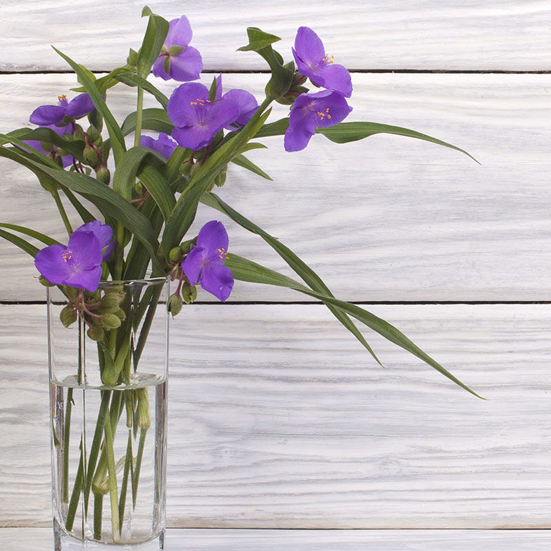 Wild Spiderwort - Image 2