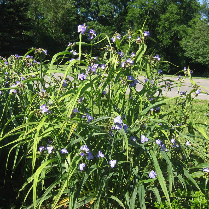 Wild Spiderwort - Image 3