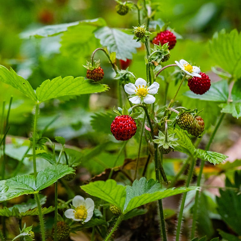 Wild Strawberry - Image 2