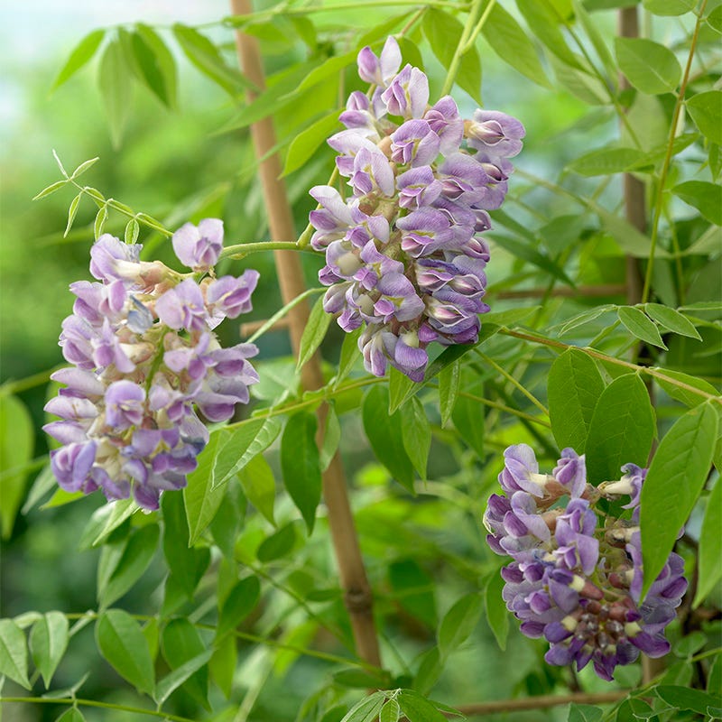 Amethyst Falls Wisteria Vine