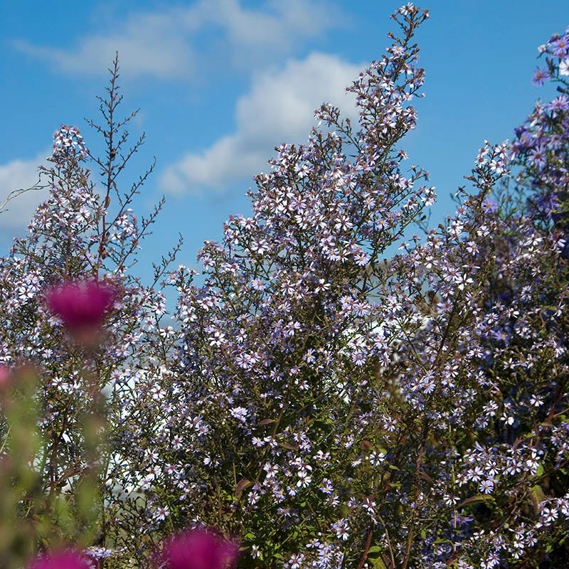 Blue Wood Aster - Image 2
