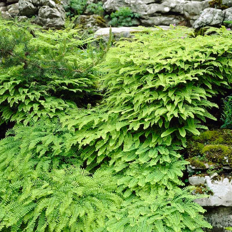 Woodland Edge Native Plant Collection - Image 3
