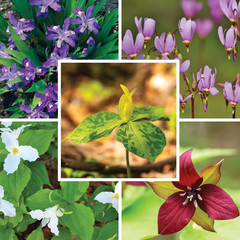 Woodland Wildflower Collection