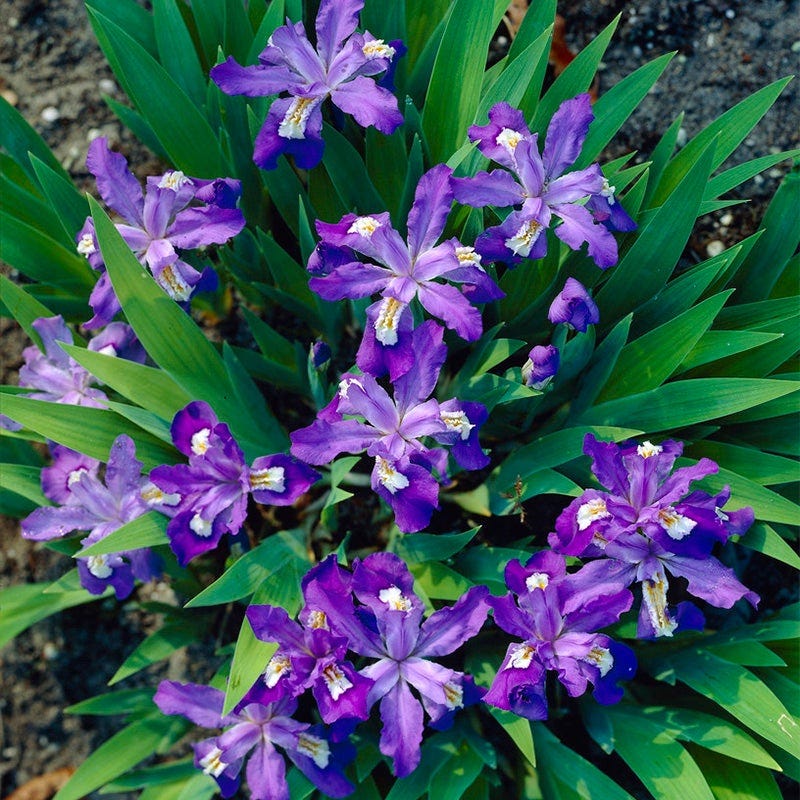 Woodland Wildflower Collection - Image 2