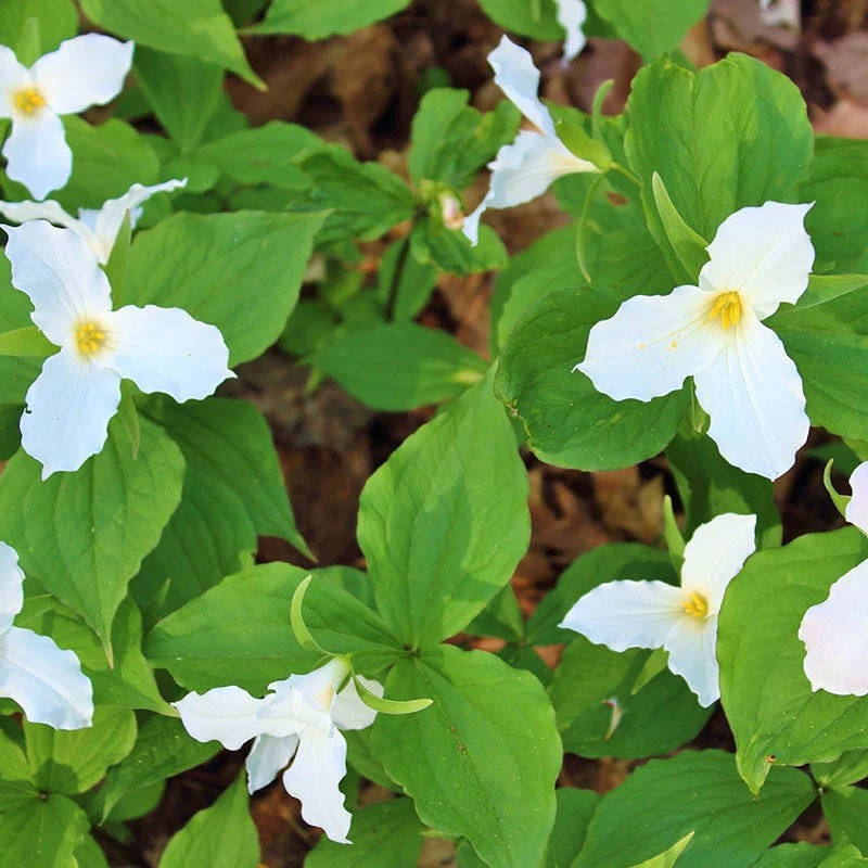 Woodland Wildflower Collection - Image 5