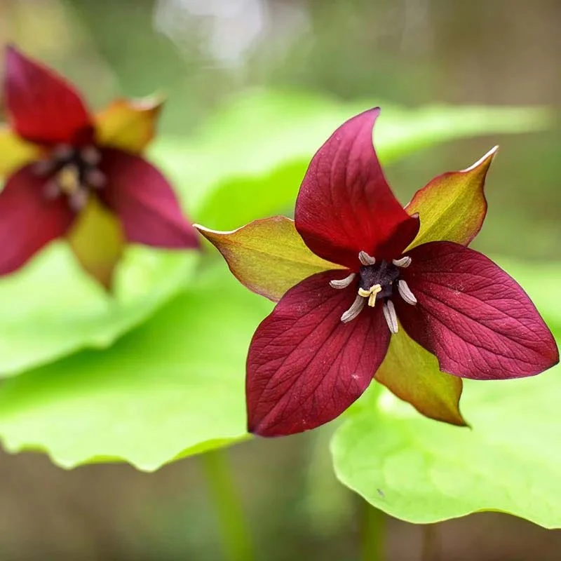 Woodland Wildflower Collection - Image 6