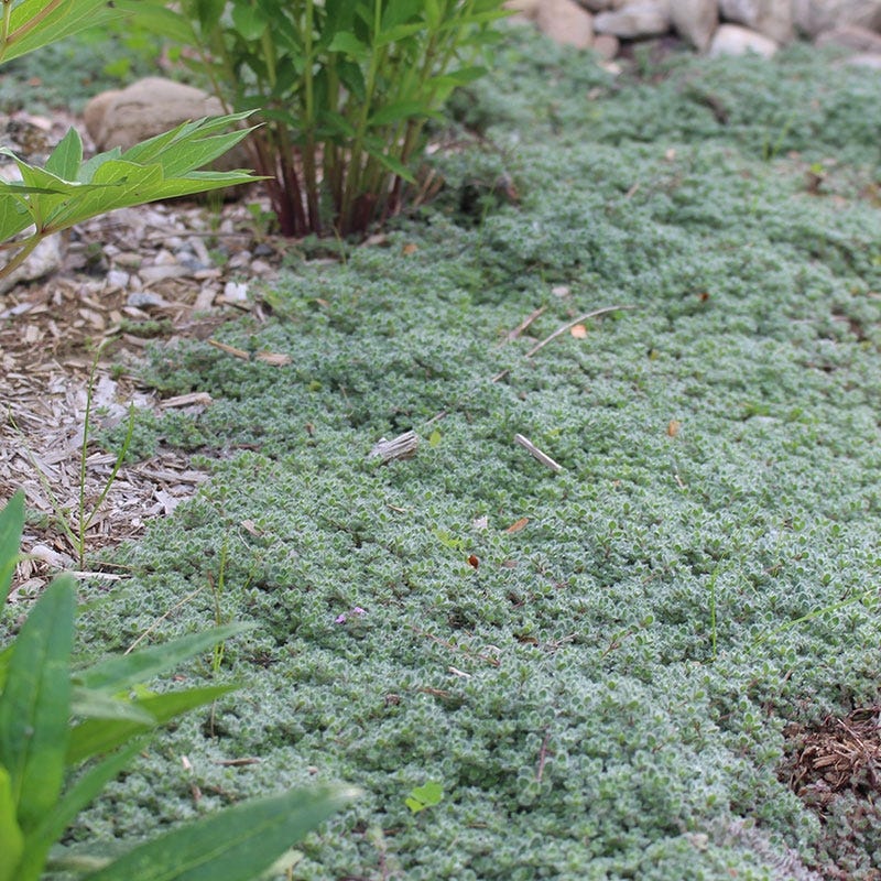 Woolly Thyme - Image 4
