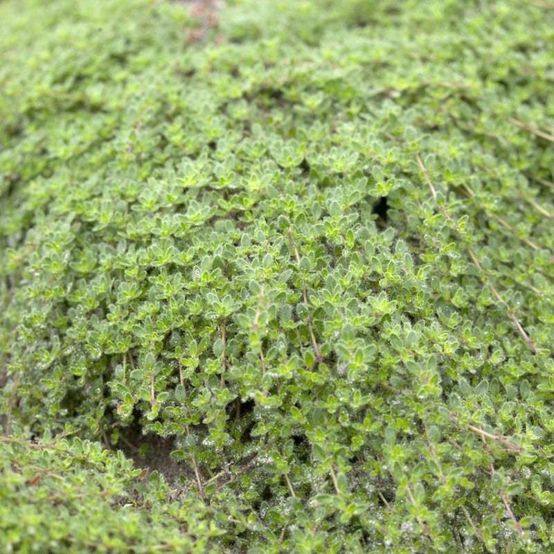 Woolly Thyme - Image 5