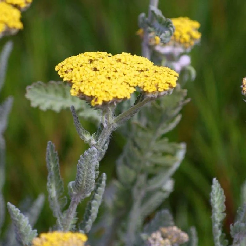 Little Moonshine Yarrow - Image 4