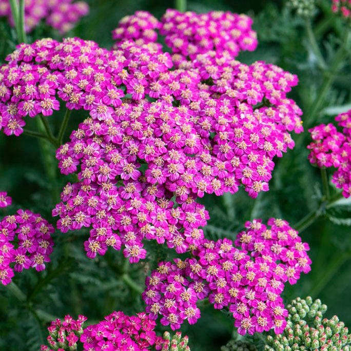 New Vintage™ Rose Yarrow