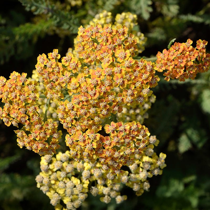 New Vintage™ Terracotta Yarrow - Image 3