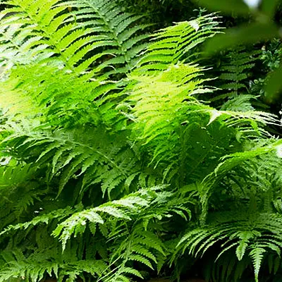 Lady Fern - Image 2